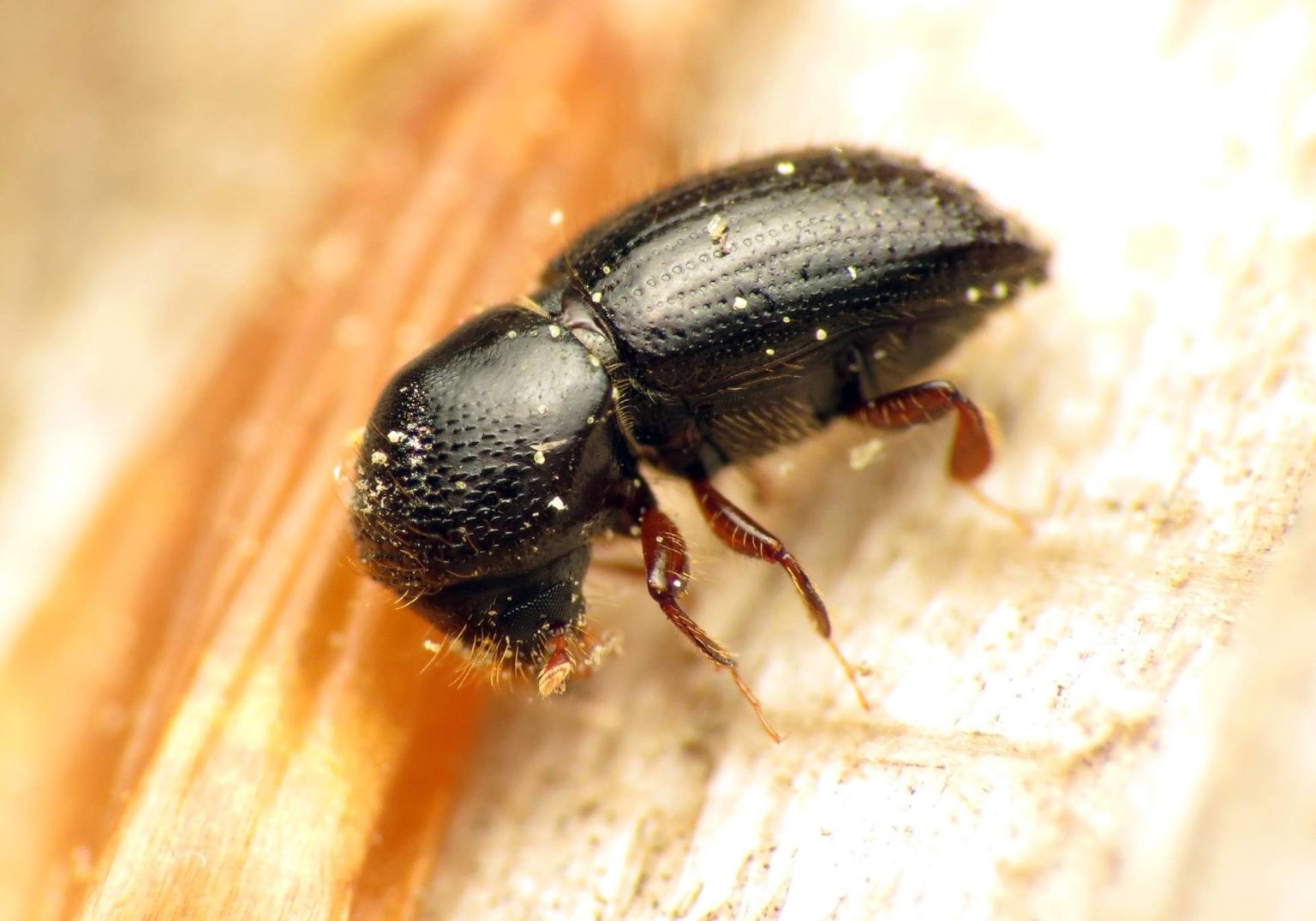 Utah Tree Conifer Bark Beetle Control – Utahs Tree Care Doctor