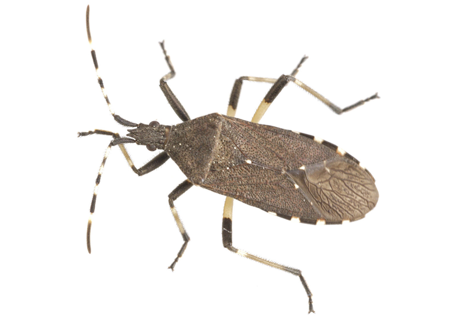 Utah Tree Birch Stink Bugs Control – Utahs Tree Care Doctor