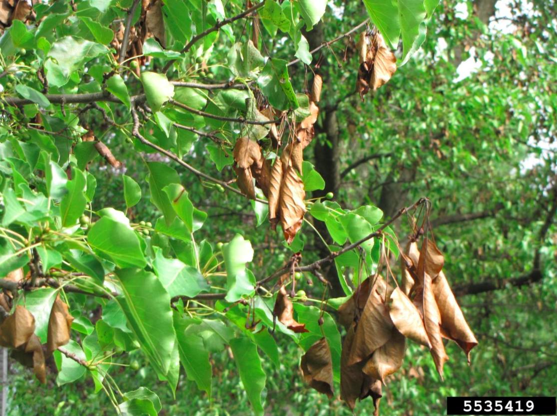 Utah Tree Fire Blight Control Utahs Tree Care Doctor